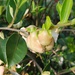 Exobasidium camelliae - Photo (c) Jianstargazer, algunos derechos reservados (CC BY-NC), subido por Jianstargazer