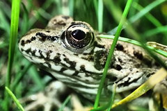 Pelophylax kurtmuelleri