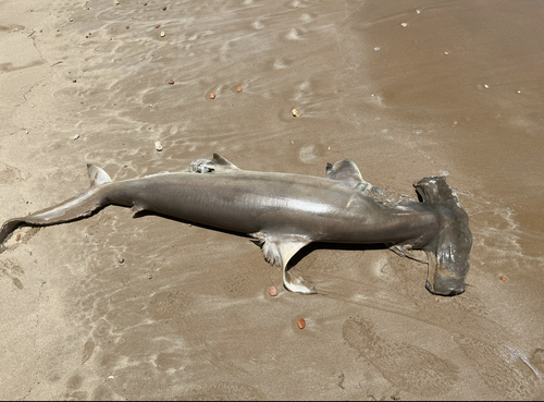 Scalloped Hammerhead Shark