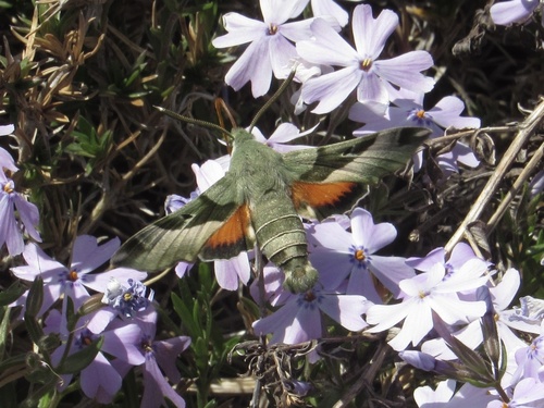 Juanita Sphinx photo 4