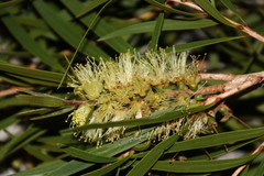 Melaleuca pallida