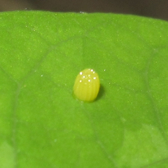 Euptoieta claudia