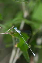 Lestes forficula