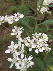 Verbesina virginica