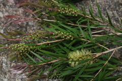 Melaleuca pallida