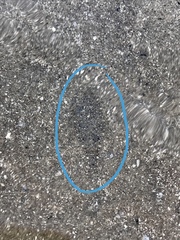 Paralichthys lethostigma