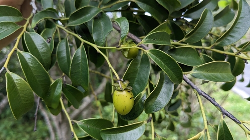 Image of Diospyros kotoensis by (c) Cheng-Te Hsu, some rights reserved (CC BY)
