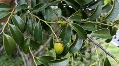 Diospyros kotoensis, photograph (c) Cheng-Te Hsu, some rights reserved (CC BY)