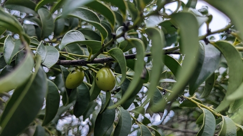Image of Diospyros kotoensis by (c) Cheng-Te Hsu, some rights reserved (CC BY)