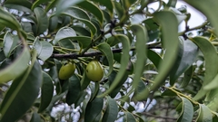 Diospyros kotoensis, photograph (c) Cheng-Te Hsu, some rights reserved (CC BY)