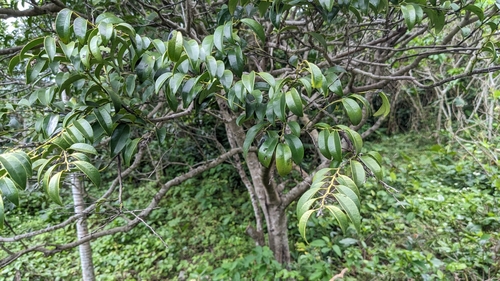 Image of Diospyros kotoensis by (c) Cheng-Te Hsu, some rights reserved (CC BY)
