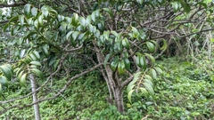 Diospyros kotoensis, photograph (c) Cheng-Te Hsu, some rights reserved (CC BY)
