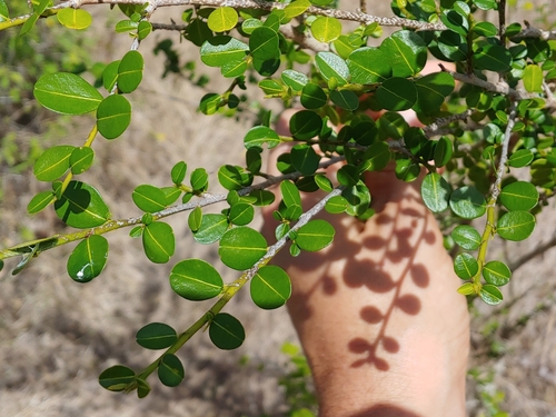 Brisselet (Erythroxylum brevipes)