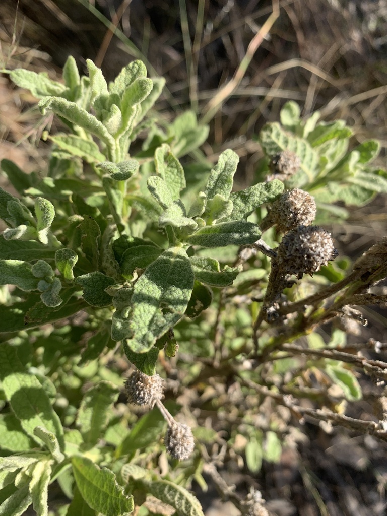 Pterocaulon ciliosum