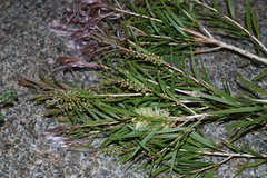 Melaleuca pallida