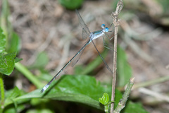 Lestes forficula