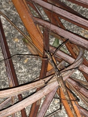 Maculonecroscia shukayi