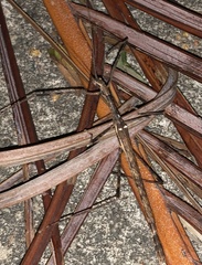 Maculonecroscia shukayi