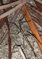 Maculonecroscia shukayi