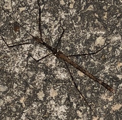 Maculonecroscia shukayi