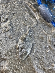 Paralichthys lethostigma