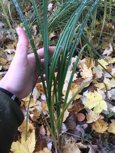 photo of Grasses, Sedges, Cattails, And Allies (Poales)