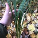 photo of Grasses, Sedges, Cattails, And Allies (Poales)