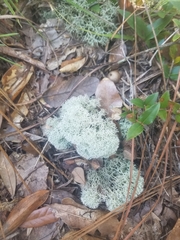 Cladonia evansii
