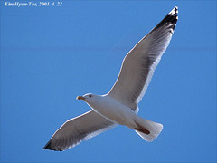 Larus argentatus mongolicus
