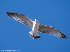 Larus argentatus mongolicus