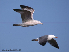 Larus argentatus mongolicus