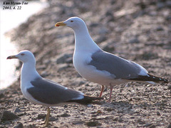 Larus argentatus mongolicus