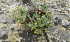 Chiliadenus bocconei