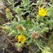 Maltese Fleabane - Photo (c) Bernd Bäumler, some rights reserved (CC BY-NC), uploaded by Bernd Bäumler