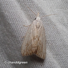 Meganola brunellus