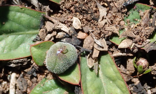 Image of Euphorbia ecklonii by (c) Nicola van Berkel, some rights reserved (CC BY-SA)