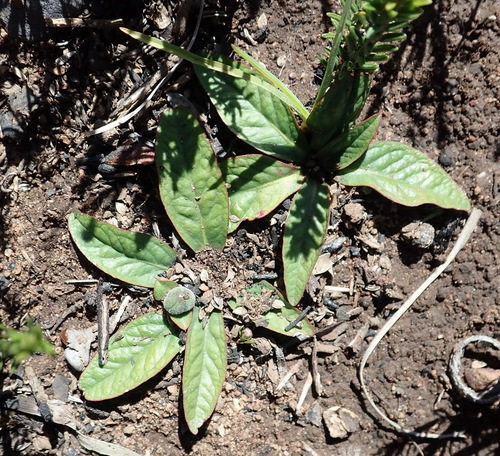 Image of Euphorbia ecklonii by (c) Nicola van Berkel, some rights reserved (CC BY-SA)