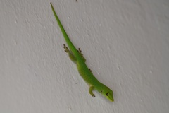 Parker's Day Gecko photo 4