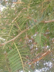 Vachellia seyal
