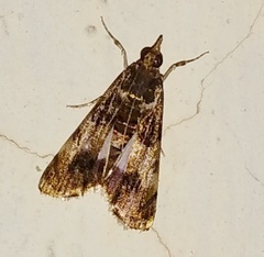 Pyralis farinalis