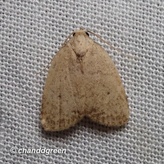 Anachrostis