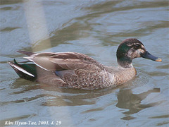 Anas platyrhynchos × zonorhyncha