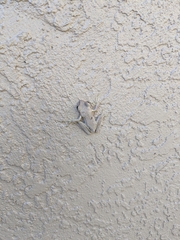 Osteopilus septentrionalis