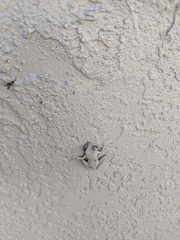 Osteopilus septentrionalis