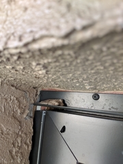 Osteopilus septentrionalis