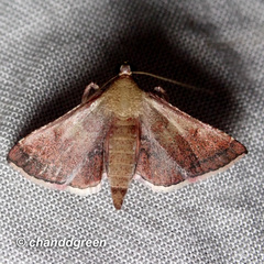 Endotricha theonalis