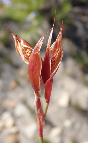 Image of Willdenowia teres by (c) Nicola van Berkel, some rights reserved (CC BY-SA)