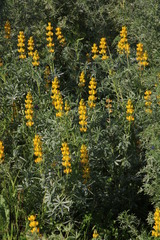 Lupinus luteus