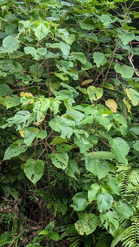 Acalypha grandibracteata, photograph 5