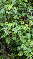 Acalypha grandibracteata, photograph Cheng-Te Hsu, CC BY, iNaturalist via GBIF